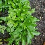 Valeriana lecoqii Leaf