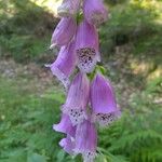 Digitalis thapsi फूल