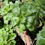 Aeonium ciliatum Feuille