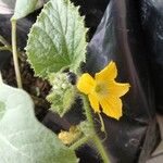 Cucumis melo Flower