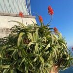 Aloe arborescensYaprak