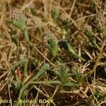 Crypsis schoenoides Hábito