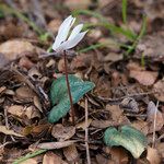 Cyclamen creticum Flower