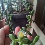 Delosperma echinatum Flower