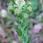 Lepidium campestre 花