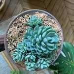 Echeveria elegans 叶