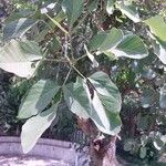 Butea monosperma Frunză