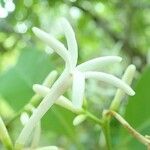 Psychotria canalensis Flor