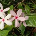 Kopsia fruticosa Flower