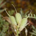 Astragalus baionensis ഫലം