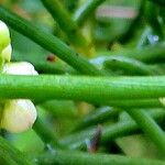 Cassytha filiformis Flower