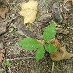 Galium circaezans Leaf