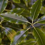 Pittosporum eugenioides Ліст