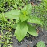 Zinnia elegansFolio