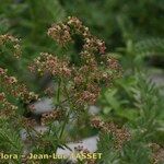 Galium obliquum عادت