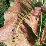 Rumex aquaticus Leaf