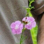 Agalinis purpurea പുഷ്പം