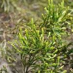 Erica arborescens Leaf