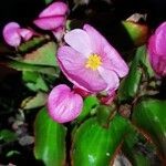 Begonia cucullataFlor