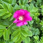 Rosa rugosa 花