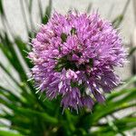 Allium angulosum Цветок