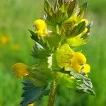 Rhinanthus major Flower