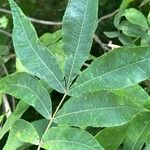 Carya cordiformis Blatt