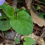 Viola riviniana 葉