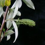 Salix daltoniana موطن