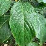 Justicia aurea Leaf