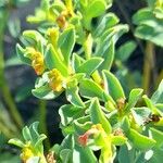 Euphorbia portulacoides Flower