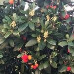 Arbutus unedo 果