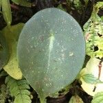 Peperomia peltilimba Hoja