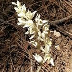 Cephalanthera austiniae Flower