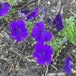 Petunia integrifolia Květ