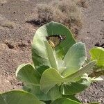 Calotropis procera Leaf