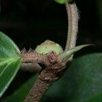 Ficus colubrinae Bark