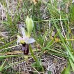 Ophrys arachnitiformis Çiçek