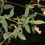 Desmodium procumbens Leaf