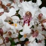 Catalpa bignonioidesBloem