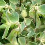 Euphorbia falcata Fruit