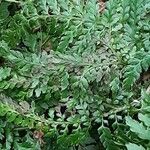 Polypodium cambricum পাতা