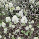 Fothergilla gardenii 花