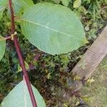 Salix caprea 葉