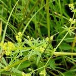 Galium × pomeranicum Liść