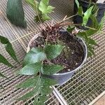 Cyrtomium falcatum 葉