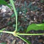 Quiina guianensis Folha