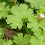 Geranium rotundifolium 叶