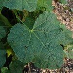 Alcea rosea Folha