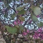 Cercis siliquastrumDeilen